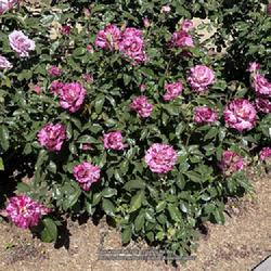 Location: World Peace Rose Garden, Capital Park, Sacramento, Ca. 
Date: 2023-04-23
Rosa 'Purple Tiger'