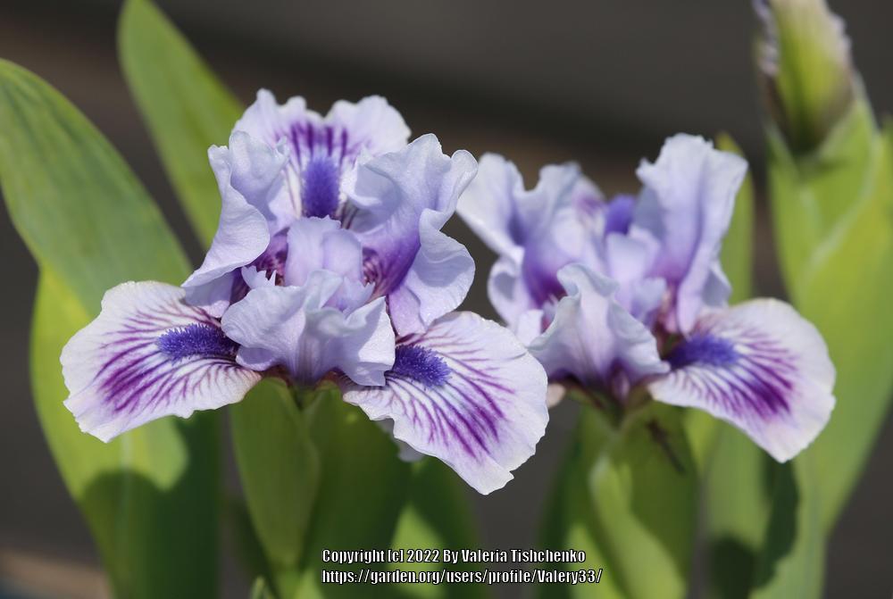 Photo of Standard Dwarf Bearded Iris (Iris 'Awake') uploaded by Valery33