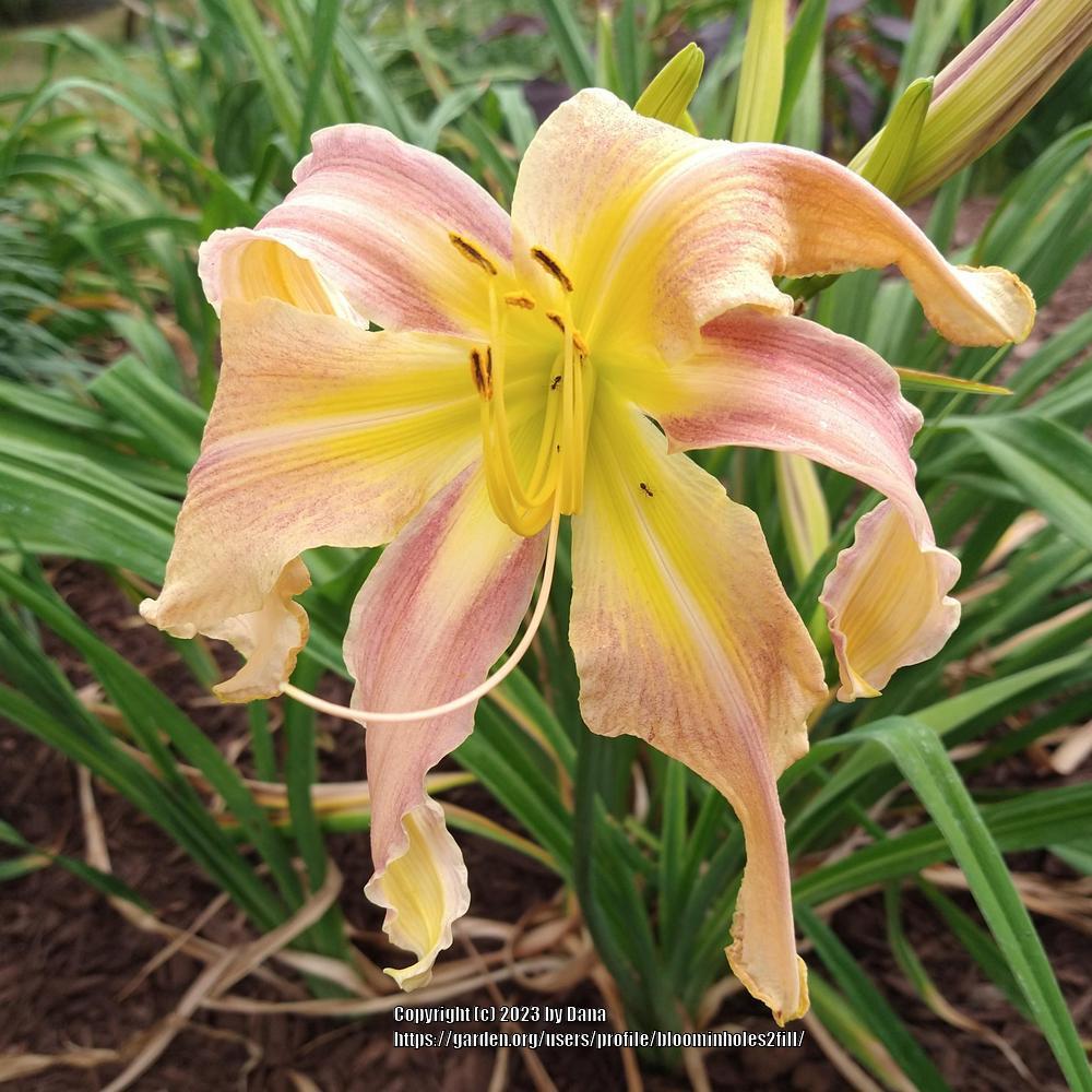 Photo of Daylily (Hemerocallis 'Lily Munster') uploaded by bloominholes2fill