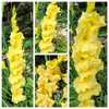 Blooms, GLADIOLUS 'JESTER GOLD' in July