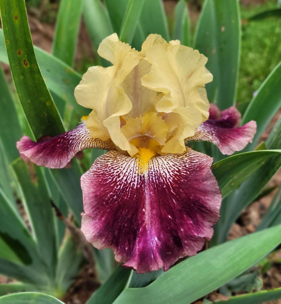 Photo of Tall Bearded Iris (Iris 'Ziggy') uploaded by Bitoftrouble