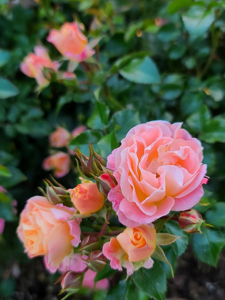 Photo of Rose (Rosa 'Peach Drift') uploaded by BrookeCarrollGant