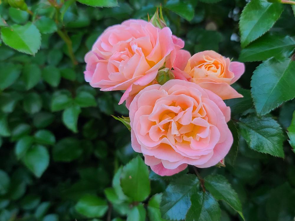 Photo of Rose (Rosa 'Peach Drift') uploaded by BrookeCarrollGant