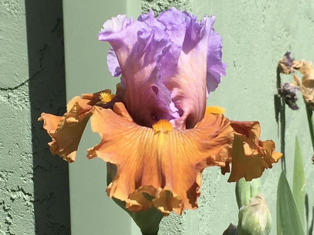Photo of Tall Bearded Iris (Iris 'Valley of Dreams') uploaded by Neela