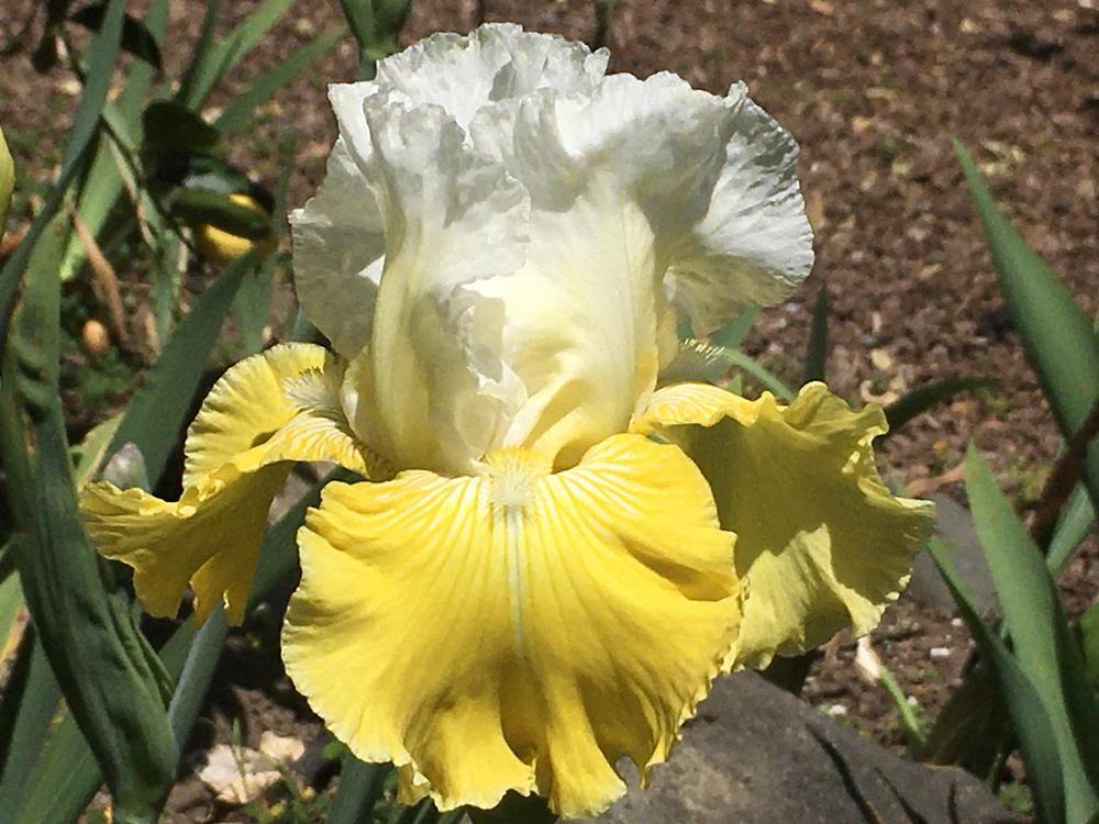 Photo of Tall Bearded Iris (Iris 'Lemon Cloud') uploaded by Neela