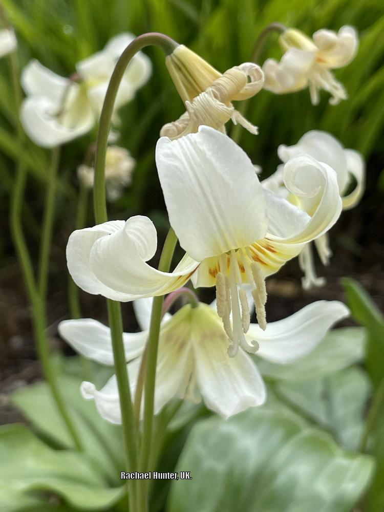 Photo of California Trout Lily (Erythronium californicum 'White Beauty') uploaded by RachaelHunter