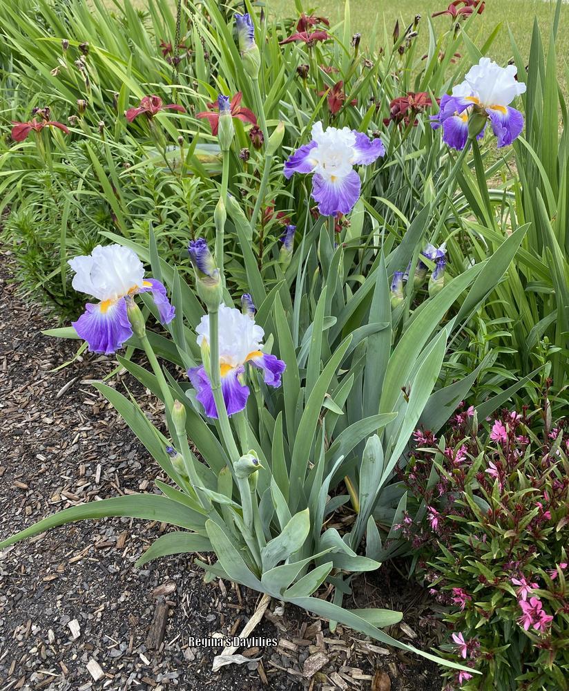 Photo of Tall Bearded Iris (Iris 'Like Wow') uploaded by scflowers