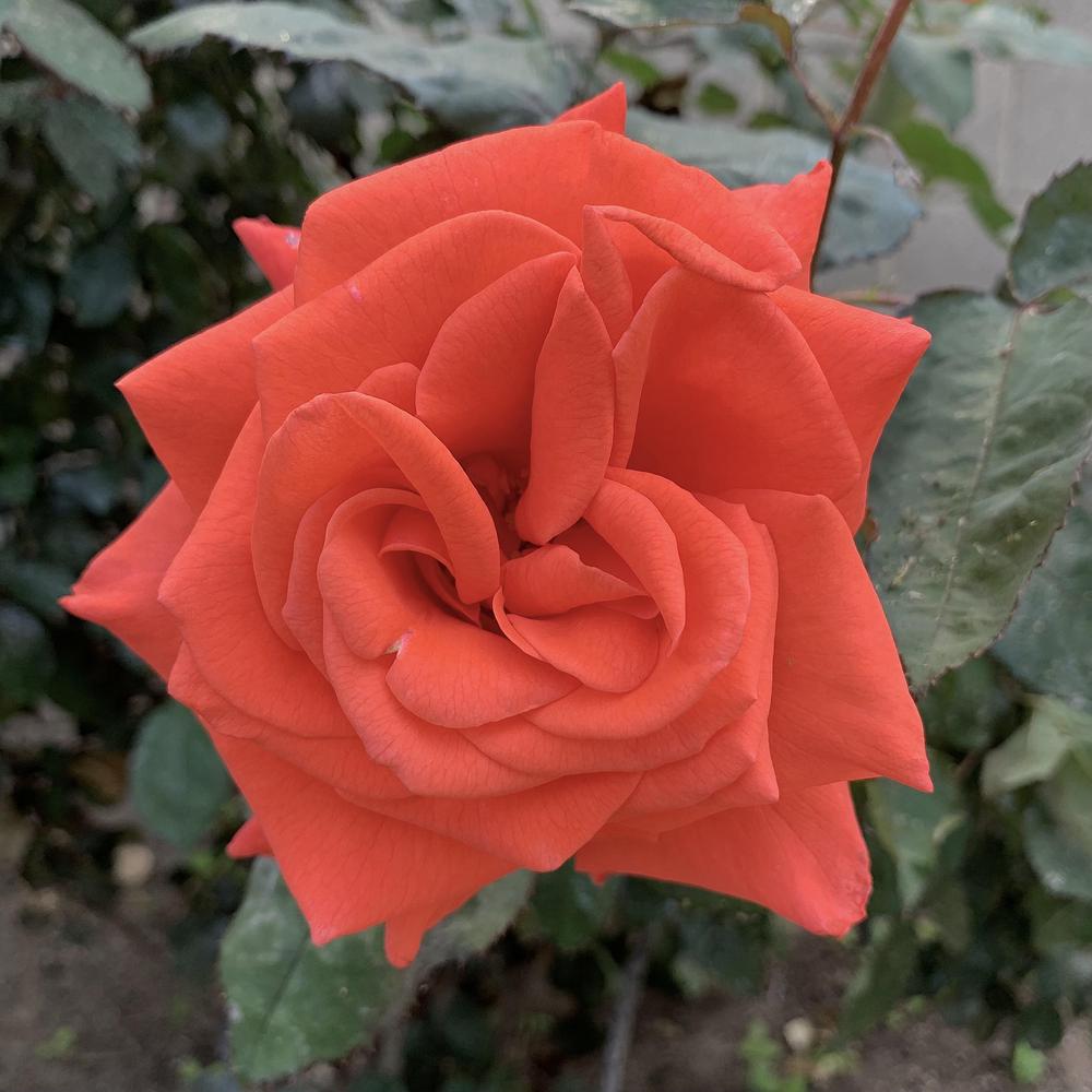 Photo of Rose (Rosa 'Lady Rose') uploaded by Betja