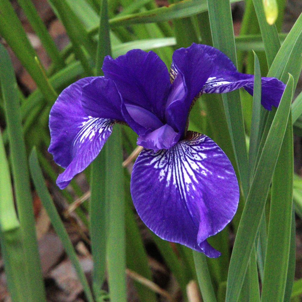 Photo of Siberian Iris (Iris 'Shaker's Prayer') uploaded by LoriMT