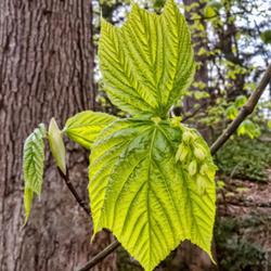 Location: Nichols Arboretum, Ann Arbor
Date: 2023-04-24
Acer pensylvanicum - bloom buds and new leaves