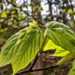 Location: Nichols Arboretum, Ann Arbor
Date: 2023-04-24
Acer pensylvanicum - leaves begin to emerge while the blooms are 