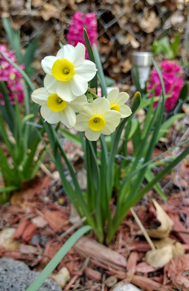 Photo of Tazetta Daffodil (Narcissus 'Minnow') uploaded by plasko20