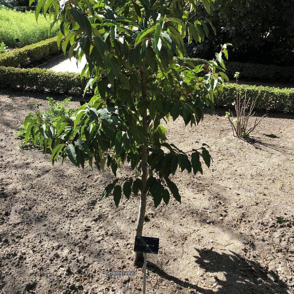 Photo of Portuguese Cherry Laurel (Prunus lusitanica) uploaded by sedumzz