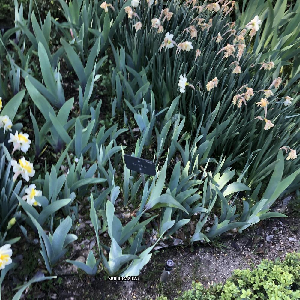 Photo of Tall Bearded Iris (Iris 'Wench') uploaded by sedumzz
