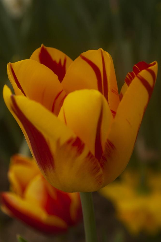 Photo of Tulips (Tulipa) uploaded by AudreyDee