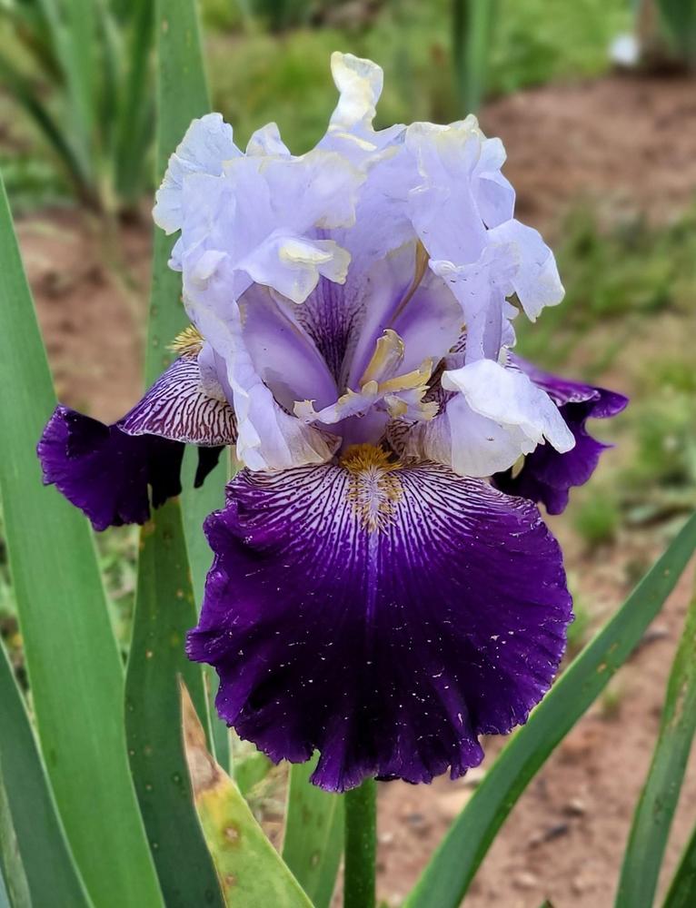 Photo of Tall Bearded Iris (Iris 'Slovak Prince') uploaded by Bitoftrouble