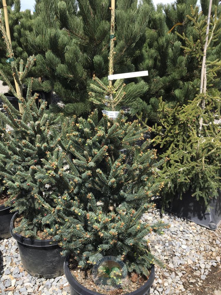 Photo of Oriental Spruce (Picea orientalis 'Deer Run') uploaded by BlueOddish