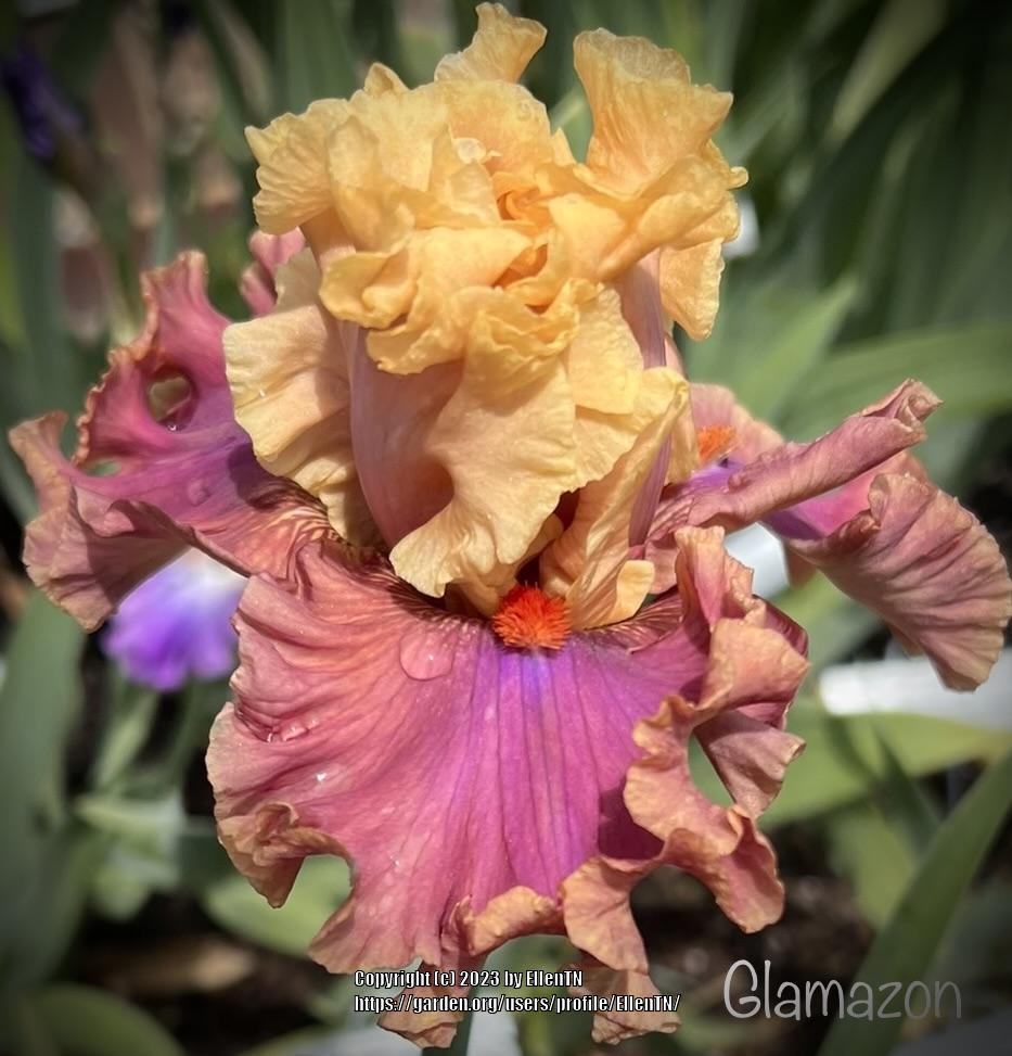 Photo of Tall Bearded Iris (Iris 'Glamazon') uploaded by EllenTN