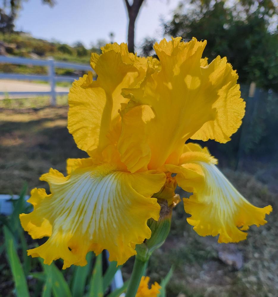 Photo of Tall Bearded Iris (Iris 'That's All Folks') uploaded by MZiris