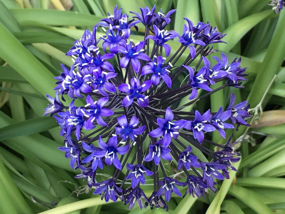 Photo of Lily of the Nile (Agapanthus) uploaded by Neela