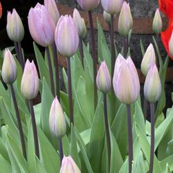Location: Hampton Court Palace, Surrey, UK. The tulip festival.
Date: 2023-04-23