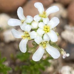 Location: my rock garden in St Louis
Date: 2023-04-27
Tiny white clustered blooms on a low-growing rock garden plant