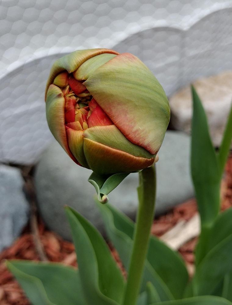 Photo of Double Late Tulip (Tulipa 'Miranda') uploaded by plasko20