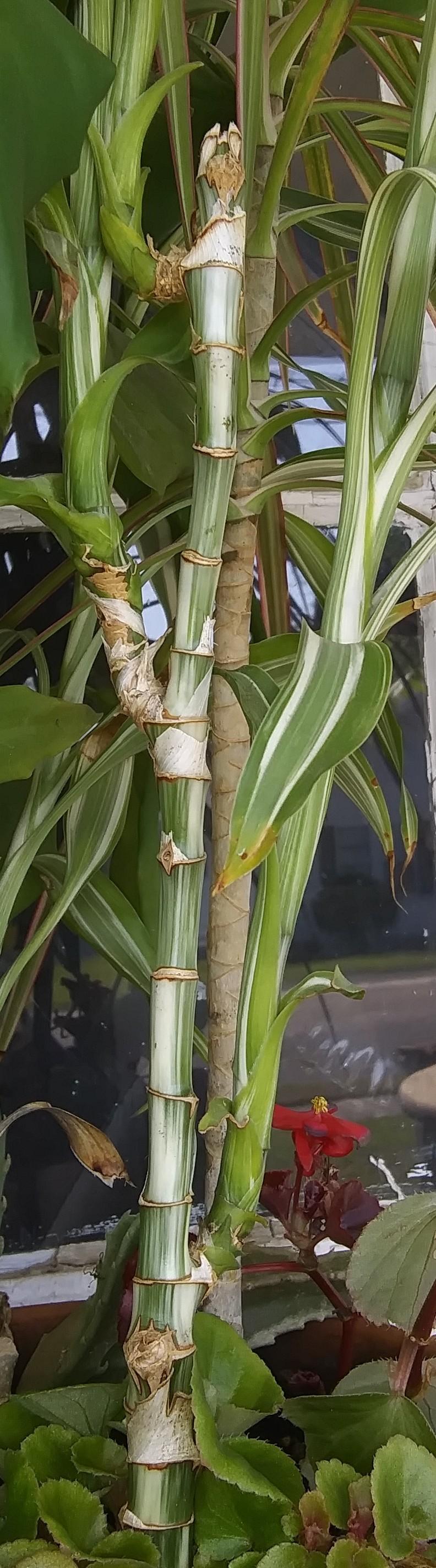 Photo of Lucky Bamboo (Dracaena sanderiana) uploaded by purpleinopp