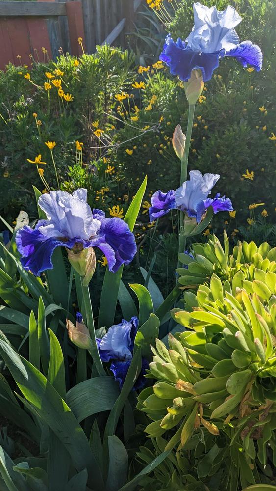Photo of Tall Bearded Iris (Iris 'World Premier') uploaded by AlmaCannon