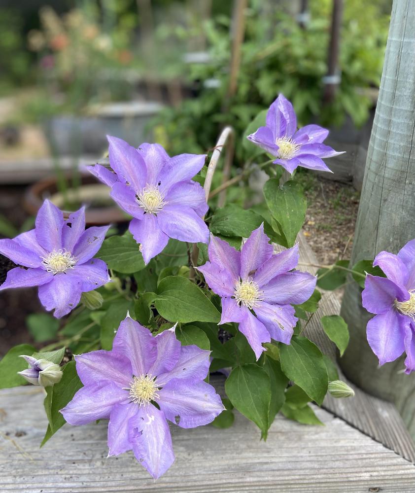 Photo of Clematis 'H.F. Young' uploaded by Calif_Sue