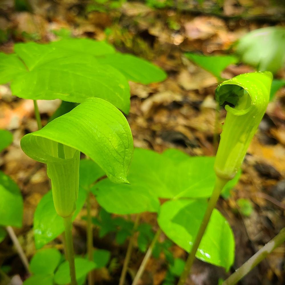 Photo of Jack in the Pulpit (Arisaema triphyllum) uploaded by LoriMT