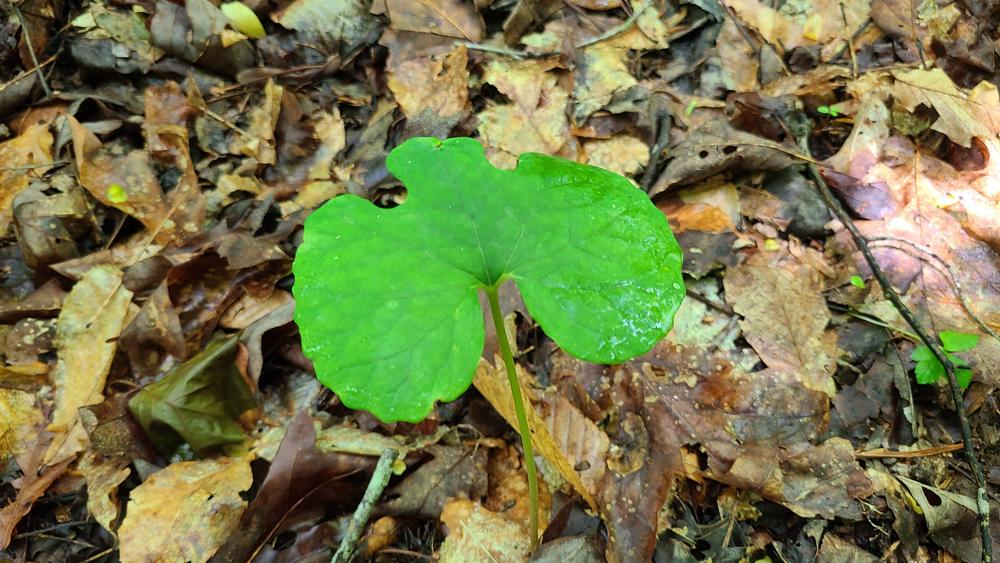 Photo of Bloodroot (Sanguinaria canadensis) uploaded by LoriMT