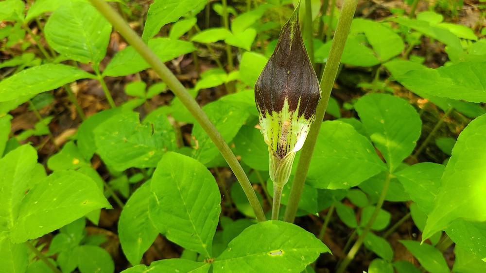 Photo of Jack in the Pulpit (Arisaema triphyllum) uploaded by LoriMT