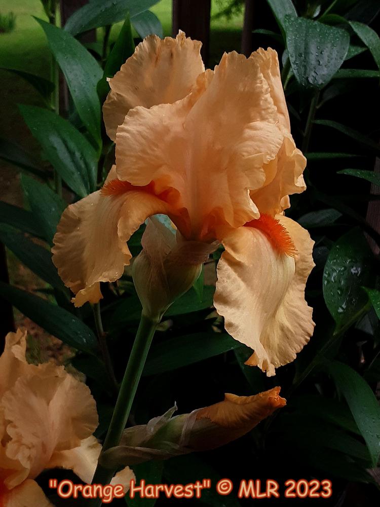 Photo of Tall Bearded Iris (Iris 'Orange Harvest') uploaded by MLR11