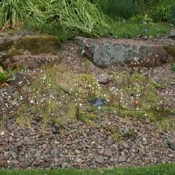 Location: Edinburgh Botanical Garden
Date: 2009-07-12