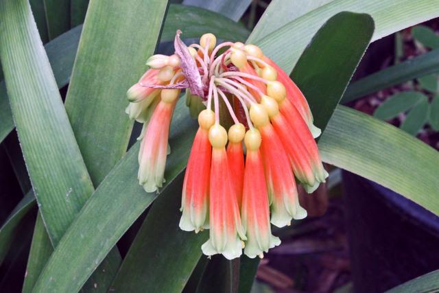 Photo of Clivia (Clivia x cyrtanthiflora) uploaded by RuuddeBlock