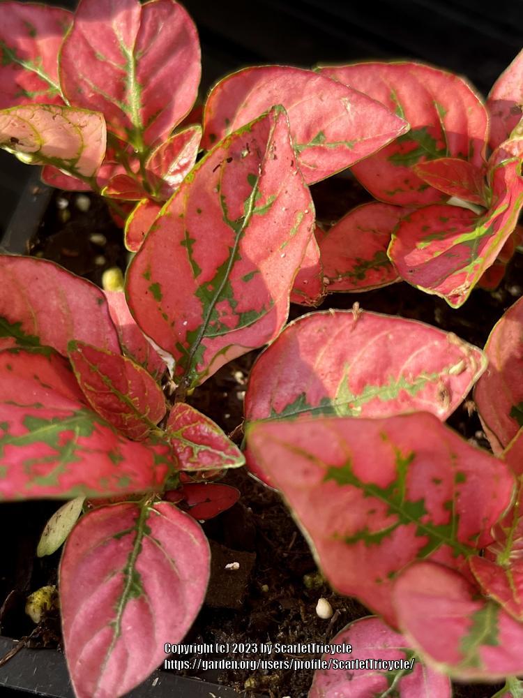 Photo of Polka-Dot Plant (Hypoestes phyllostachya Splash Select™ Red) uploaded by ScarletTricycle