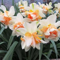 Location: Toronto, Ontario
Date: 2023-04-25
Double Daffodil (Narcissus 'My Story').