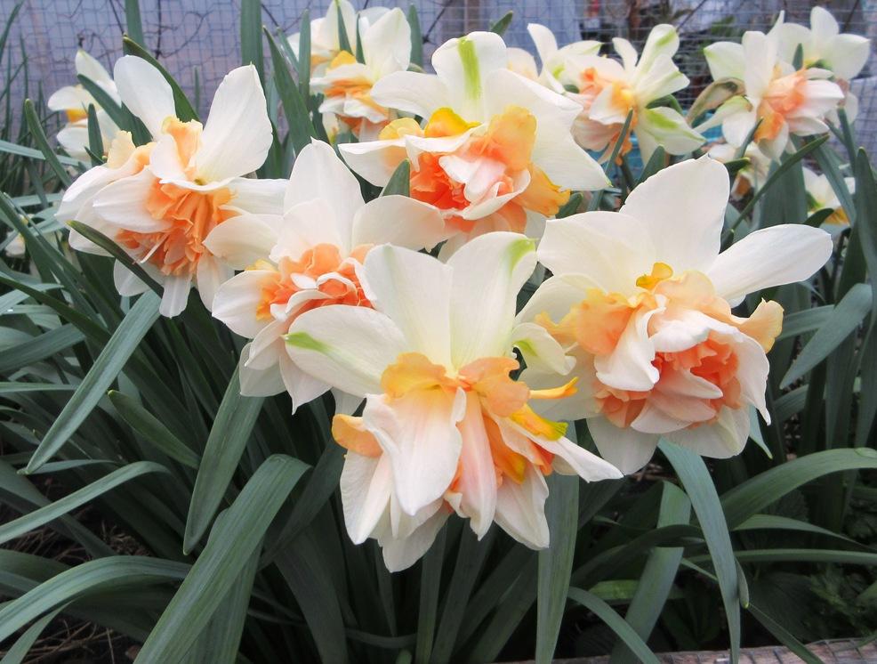 Photo of Double Daffodil (Narcissus 'My Story') uploaded by janelp_lee