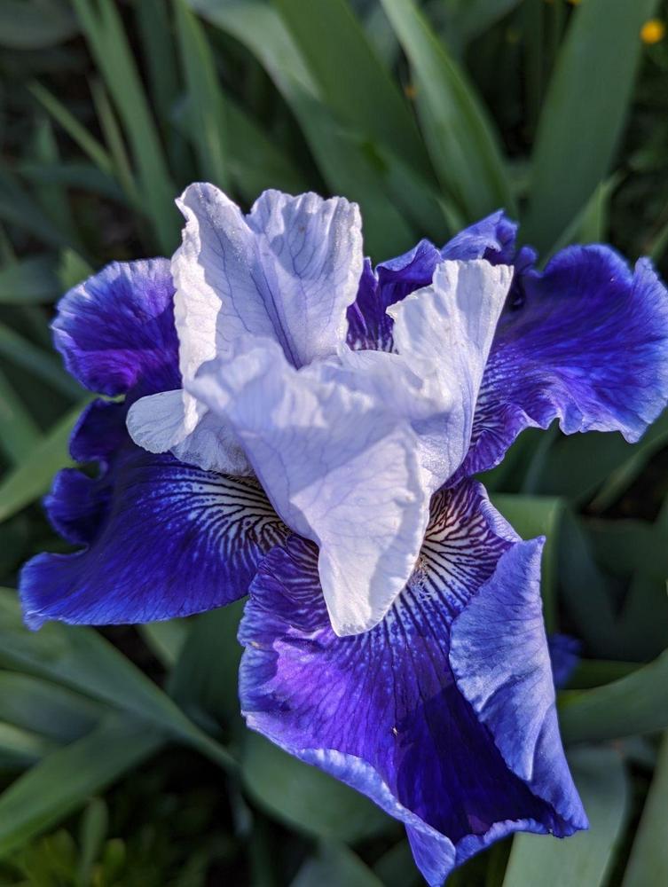 Photo of Tall Bearded Iris (Iris 'World Premier') uploaded by AlmaCannon