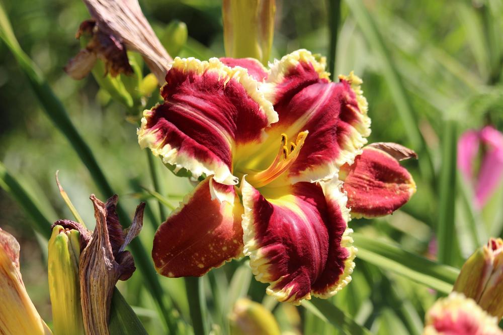 Photo of Daylily (Hemerocallis 'Armed to the Teeth') uploaded by Bellmar