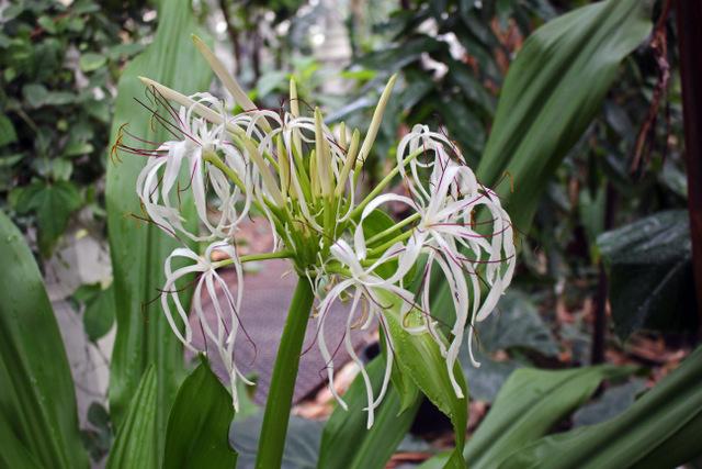 Photo of Grand Crinum Lily (Crinum asiaticum) uploaded by RuuddeBlock