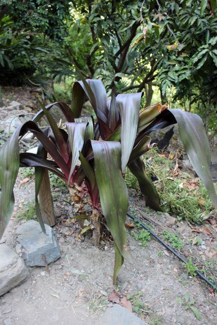 Photo of Grand Crinum Lily (Crinum asiaticum) uploaded by RuuddeBlock