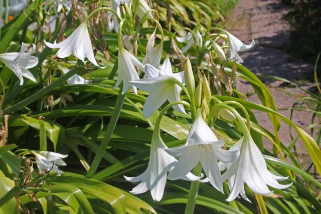 Photo of Natal Lily (Crinum moorei) uploaded by RuuddeBlock