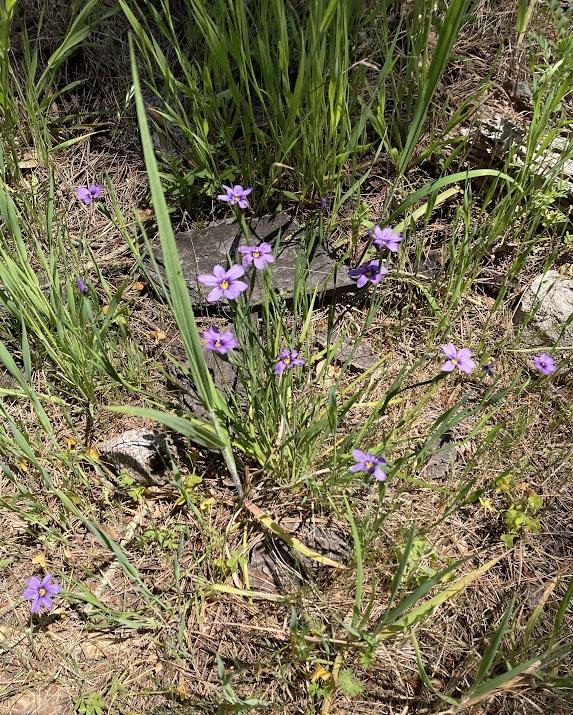 Photo of California Blue-Eyed Grass (Sisyrinchium bellum) uploaded by pmpauley