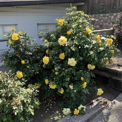 Location: My garden in Bakersfield, CA
Date: 2023-04-17