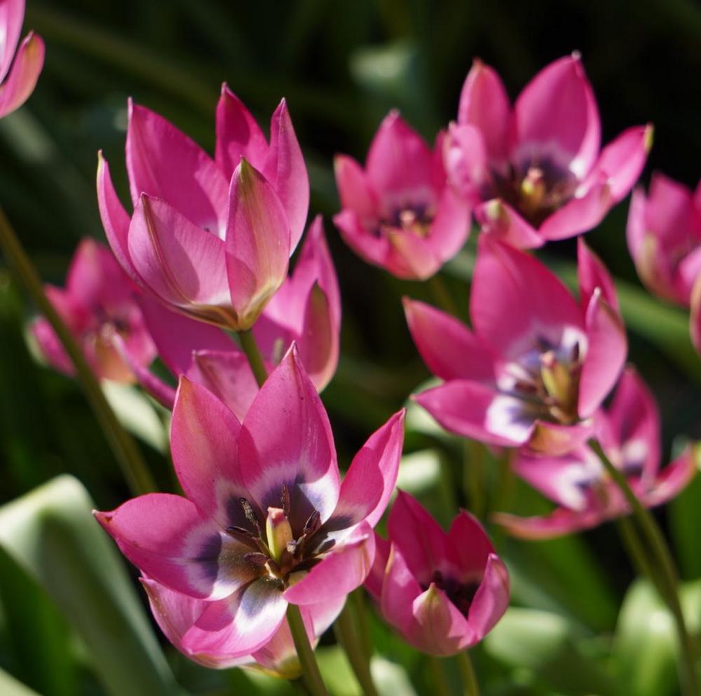 Photo of Species Tulip (Tulipa humilis) uploaded by D3LL