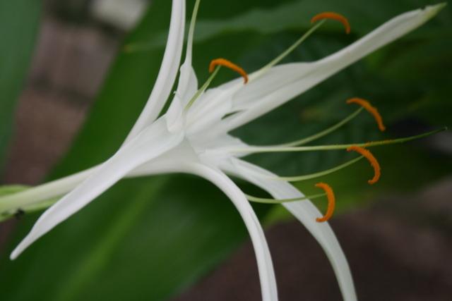 Photo of Spider Lily (Hymenocallis littoralis) uploaded by RuuddeBlock
