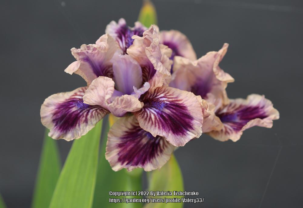 Photo of Standard Dwarf Bearded Iris (Iris 'Shindig') uploaded by Valery33