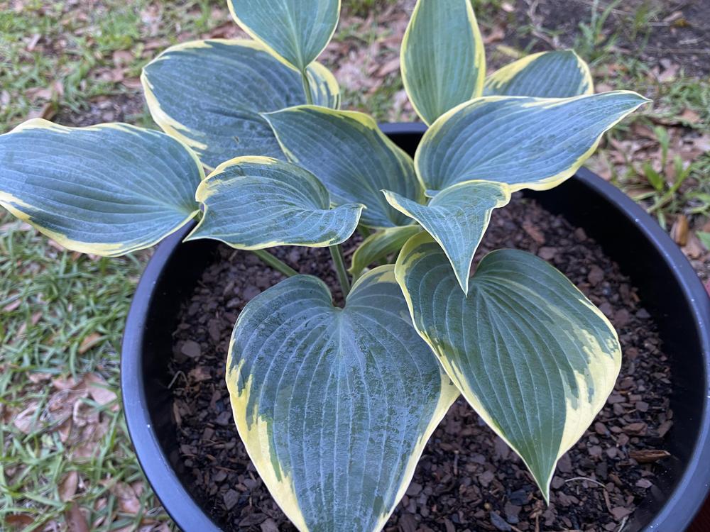 Photo of Hosta 'First Frost' uploaded by aikenforflowers
